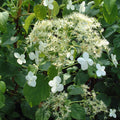 Buy Hydrangea petiolaris (Climbing Hydrangea) online UK