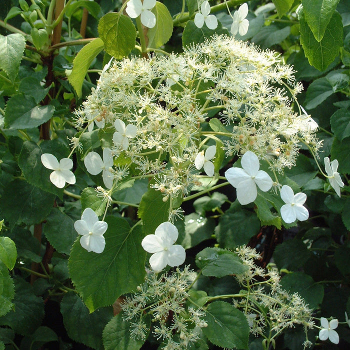 Buy Hydrangea petiolaris (Climbing Hydrangea) online UK