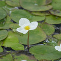 Buy Hydrocharis morsus-ranae (Frogbit) online UK