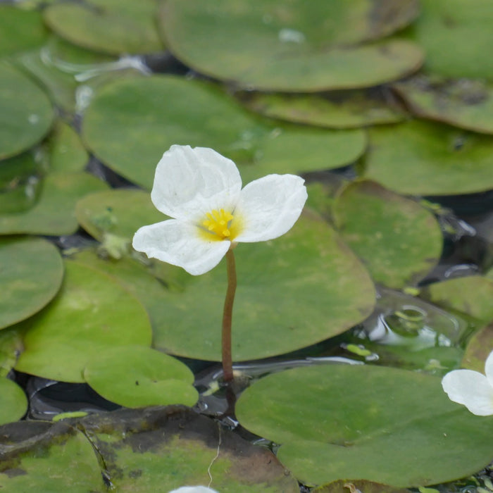 Buy Hydrocharis morsus-ranae (Frogbit) online UK