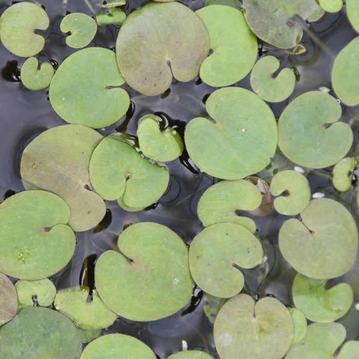 Buy Hydrocharis morsus-ranae (Frogbit) online UK