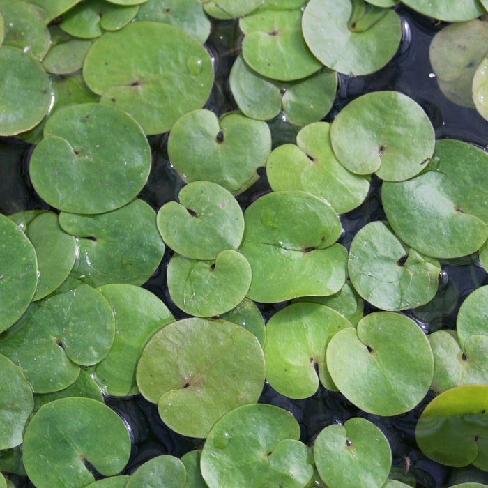 Buy Hydrocharis morsus-ranae (Frogbit) online UK