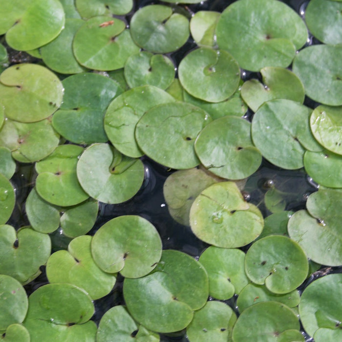 Buy Hydrocharis morsus-ranae (Frogbit) online UK