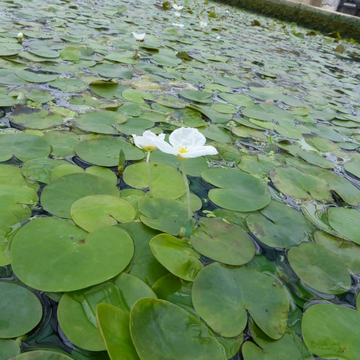 Buy Hydrocharis morsus-ranae (Frogbit) online UK