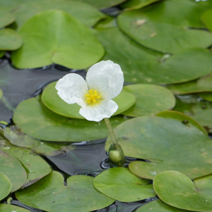 Buy Hydrocharis morsus-ranae (Frogbit) online UK