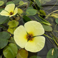 Buy Hydrocleys nymphoides (Water Poppy) online UK