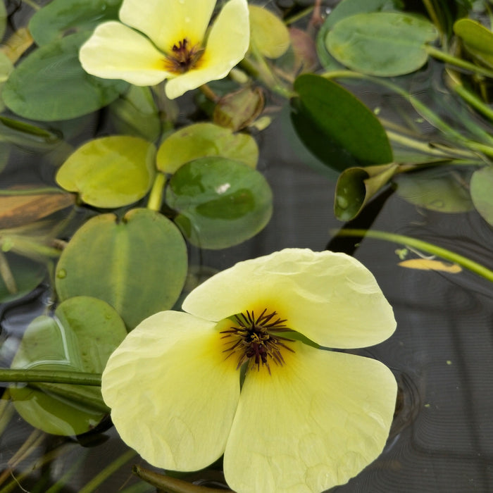 Buy Hydrocleys nymphoides (Water Poppy) online UK