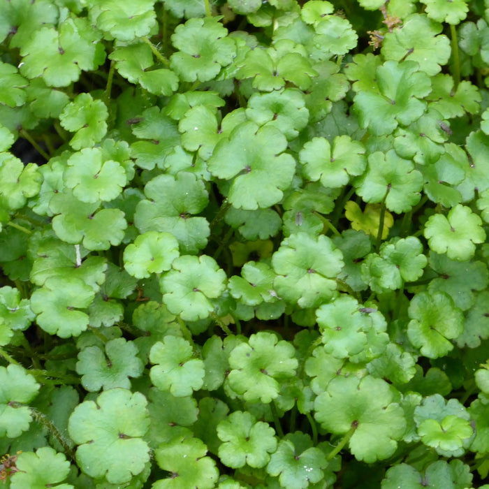Buy Hydrocotyle novae-zelandiae (Miniature Pennywort) online UK