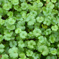 Buy Hydrocotyle novae-zelandiae (Miniature Pennywort) online UK