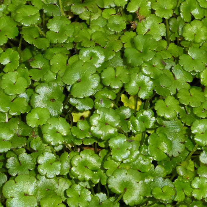 Buy Hydrocotyle novae-zelandiae (Miniature Pennywort) online UK