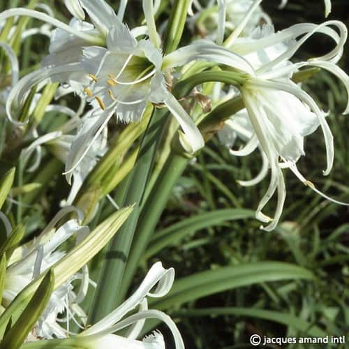 Buy Hymenocallis festalis (Peruvian Daffodil) Bulbs online UK