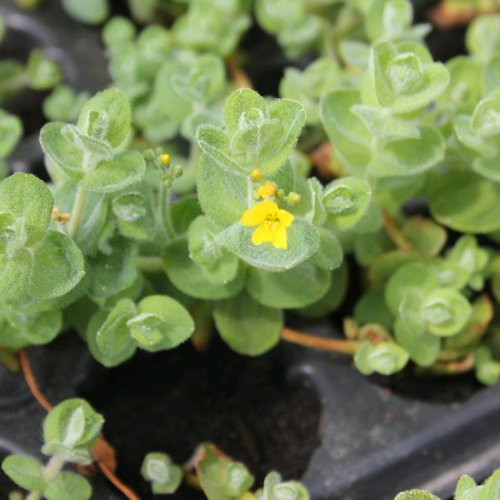Buy Hypericum elodes (Marsh St John's Wort) online UK