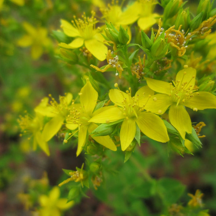Buy Hypericum tetrapterum (Square-Stalked St John's Wort) online UK