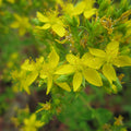 Buy Hypericum tetrapterum (Square-Stalked St John's Wort) online UK