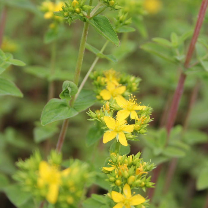Buy Hypericum tetrapterum (Square-Stalked St John's Wort) online UK