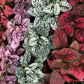 Buy Hypoestes phyllostachya (Polka Dot Plant) online UK