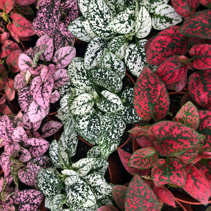 Buy Hypoestes phyllostachya (Polka Dot Plant) online UK