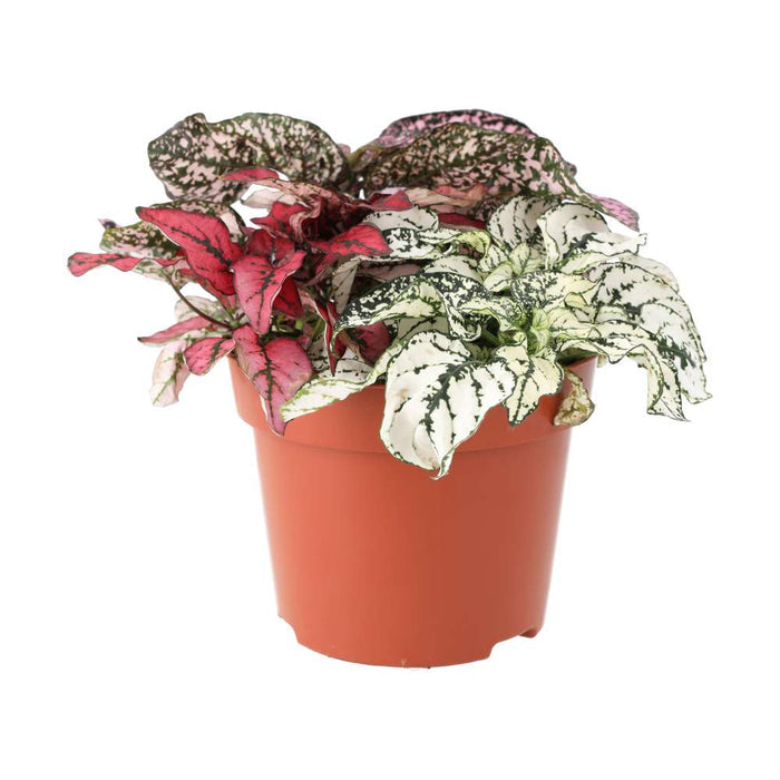Buy Hypoestes phyllostachya (Polka Dot Plant) online UK