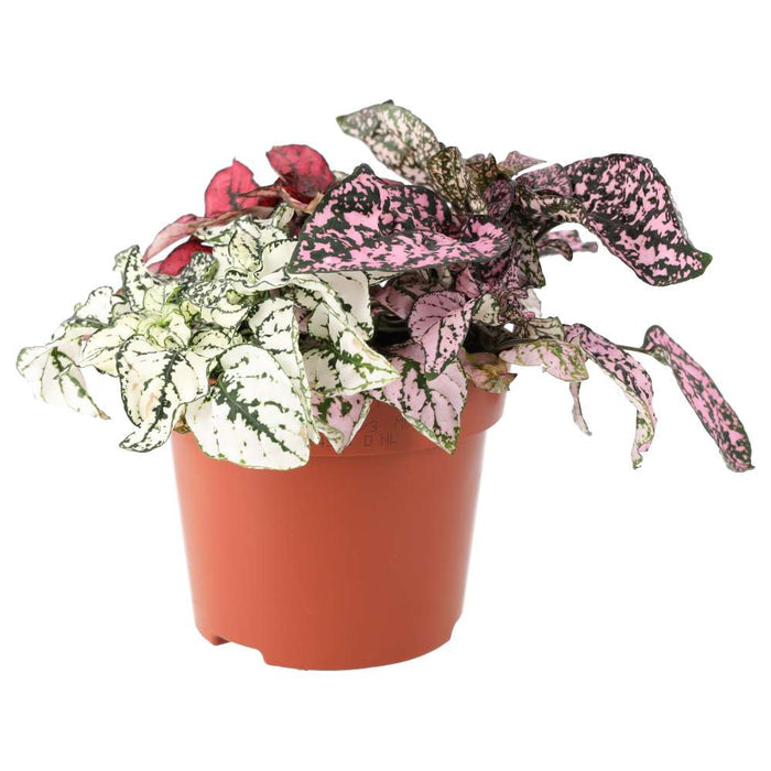 Buy Hypoestes phyllostachya (Polka Dot Plant) online UK