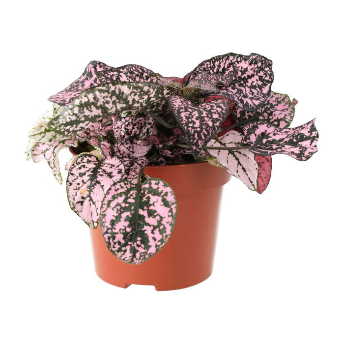 Buy Hypoestes phyllostachya (Polka Dot Plant) online UK