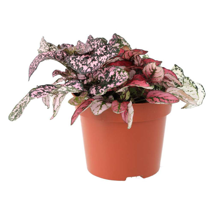 Buy Hypoestes phyllostachya (Polka Dot Plant) online UK