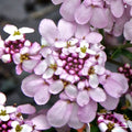 Buy Iberis 'Pink Ice' online UK