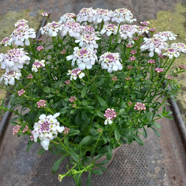 Buy Iberis 'Pink Ice' online UK