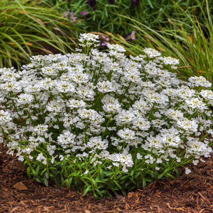 Iberis sempervirens 'Snowsurfer Forte'
