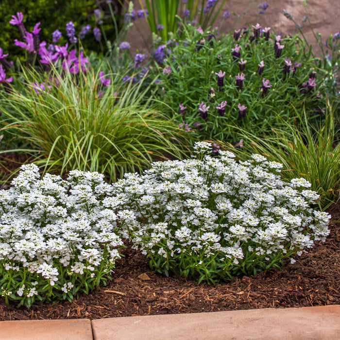 Iberis sempervirens 'Snowsurfer Forte'