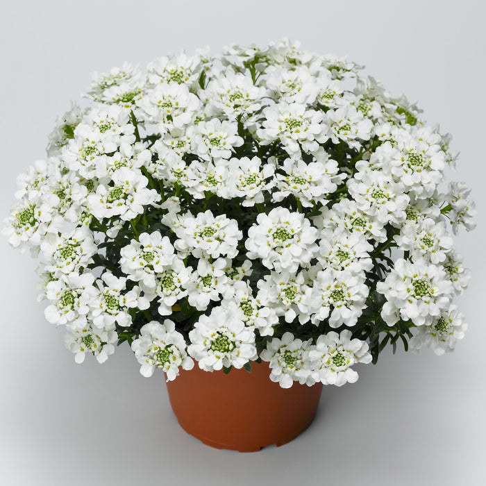 Iberis sempervirens 'Snowsurfer Forte'
