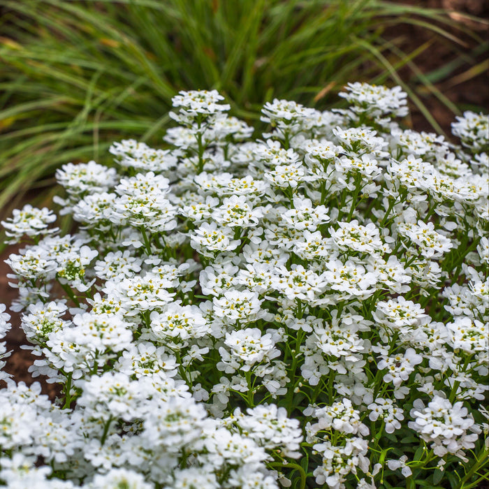 Iberis sempervirens 'Snowsurfer Forte'