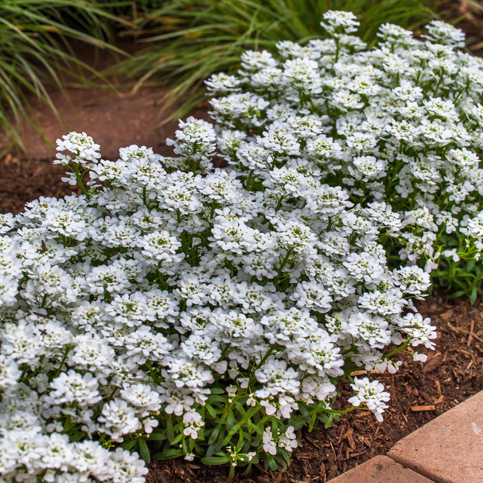 Iberis sempervirens 'Snowsurfer Forte'