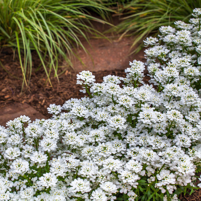 Iberis sempervirens 'Snowsurfer Forte'