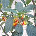 Buy Impatiens Niamniamensis 12cm online UK