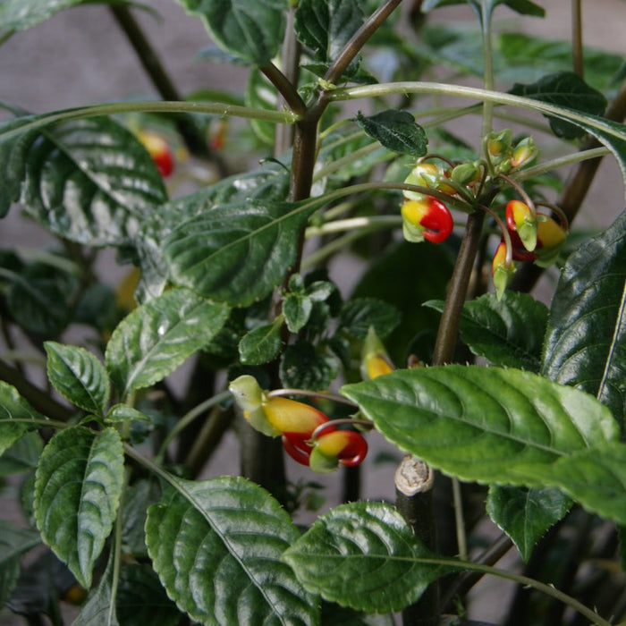 Buy Impatiens Niamniamensis 12cm online UK