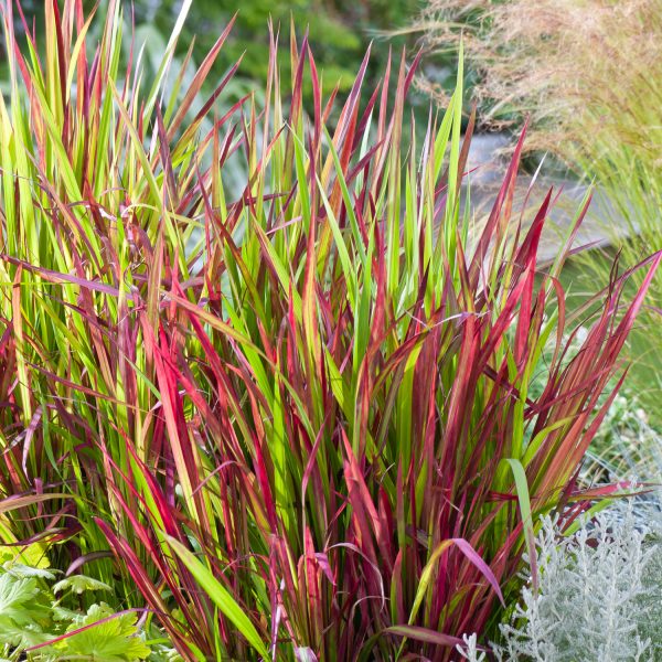 Buy Imperata cylindrica 'Red Baron' online UK