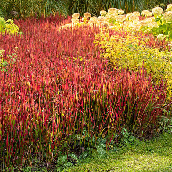 Buy Imperata cylindrica 'Red Baron' online UK