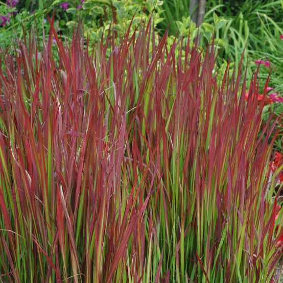 Buy Imperata cylindrica 'Red Baron' online UK