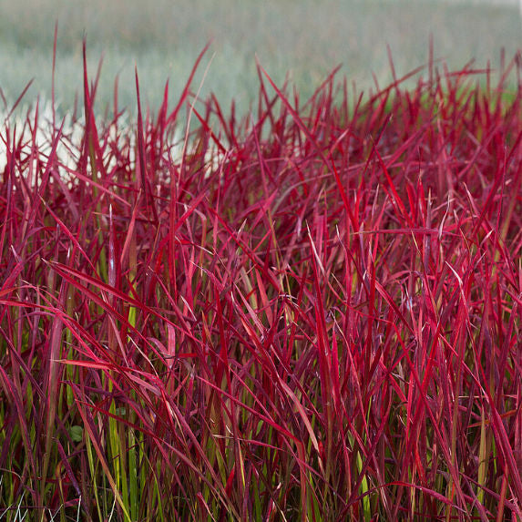 Buy Imperata cylindrica 'Red Baron' online UK