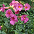 Buy Incarvillea delavayi (Delavay Hardy Gloxinia) Bulbs online UK