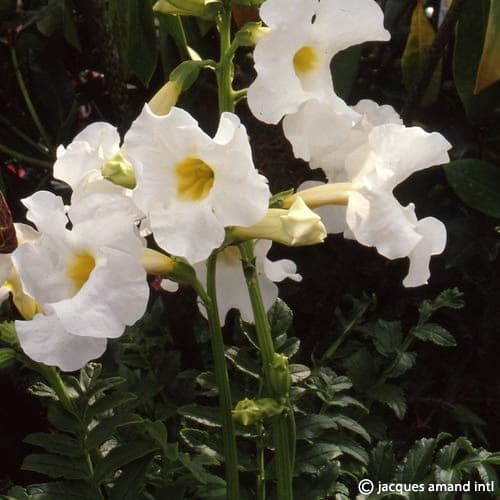 Buy Incarvillea delavayi 'Snowtop' Bulbs online UK