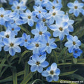 Buy Ipheion 'Rolf Fiedler' Bulbs online UK