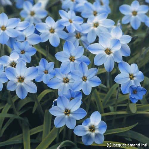 Buy Ipheion 'Rolf Fiedler' Bulbs online UK