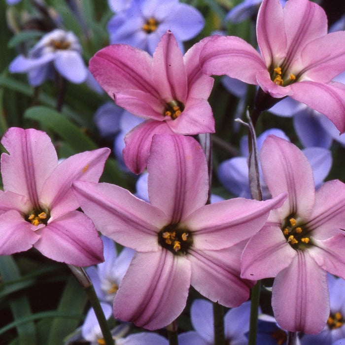 Buy Ipheion uniflorum 'Charlotte Bishop' Bulbs online UK