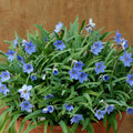 Buy Ipheion uniflorum 'Jessie' Bulbs online UK