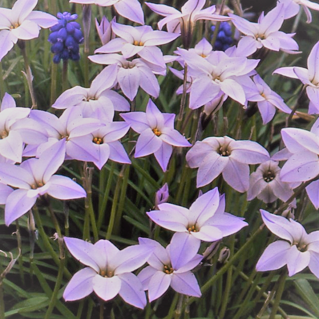 Buy Ipheion uniflorum (Spring Starflower) Bulbs online UK