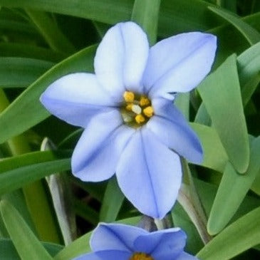 Buy Ipheion uniflorum 'Wisley Blue' Bulbs online UK