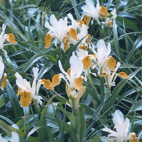 Buy Iris bucharica (Bokhara Iris) Bulbs online UK