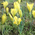 Buy Iris danfordiae (Danford Iris) Bulbs online UK
