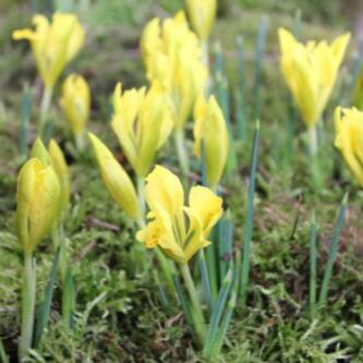 Buy Iris danfordiae (Danford Iris) Bulbs online UK